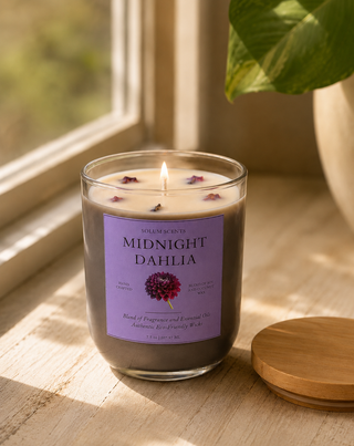 Midnight Dahlia